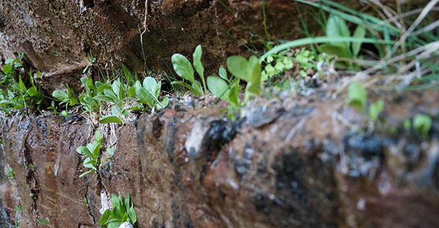 natur-teknologi-nicher