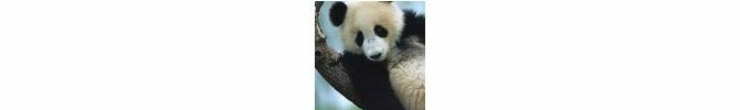 Lille TensorFlow Panda