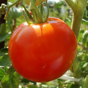 tomatstyring