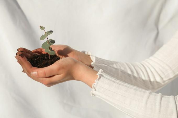 hænder, der holder en lille plante