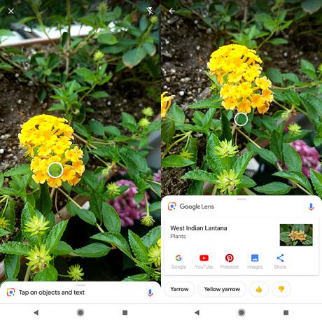 Sådan identificerer du planter og blomster ved hjælp af dit telefon-kamera Google-objektiv