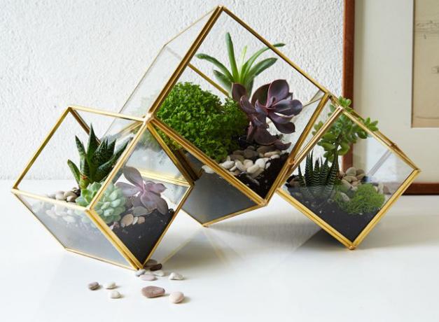 vest-elm-terning-terrarium