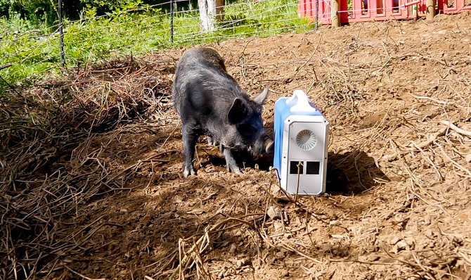 EB240 udendørs med svin