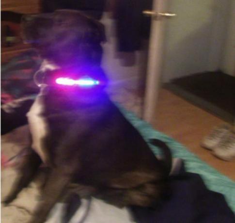 hunde krave led