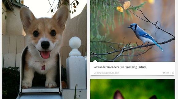 10 Awesome & Inspirerende tumblrs til at fremkalde dit instrumentbord BestTumblrs Animal Blog